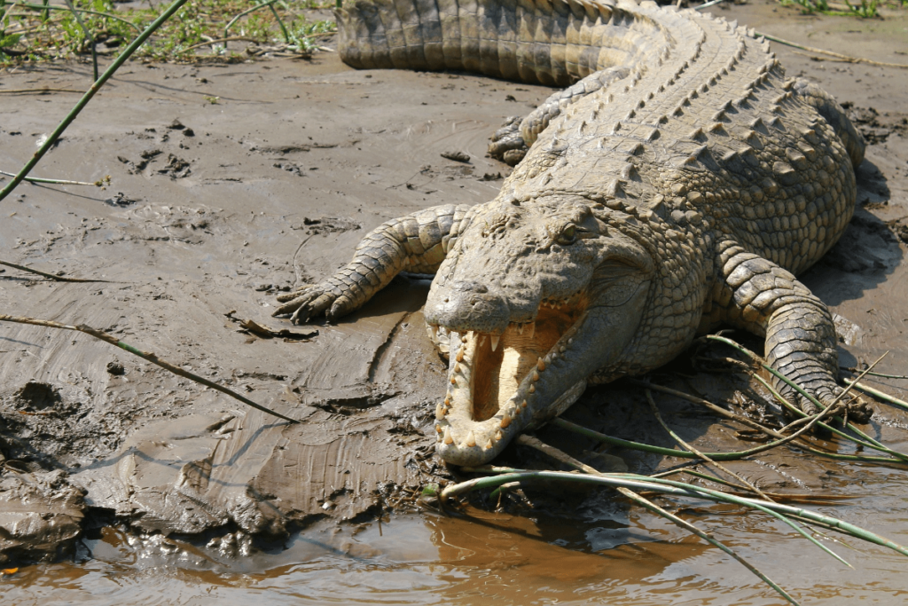 Alligator vs Crocodile, crocodile vs alligator, Differences Between Alligators and Crocodiles, difference between alligator and crocodile, what's the difference between an alligator and a crocodile, alligator and crocodile difference, Crocodile, Alligator