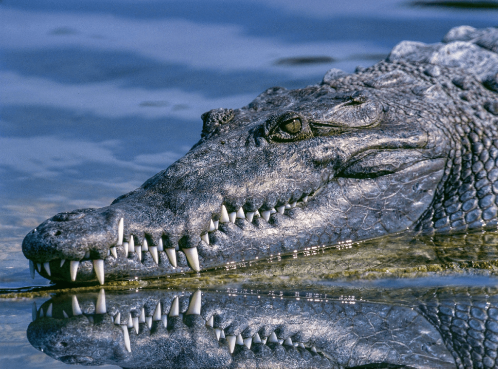 Alligator vs Crocodile, crocodile vs alligator, Differences Between Alligators and Crocodiles, difference between alligator and crocodile, what's the difference between an alligator and a crocodile, alligator and crocodile difference, Crocodile, Alligator