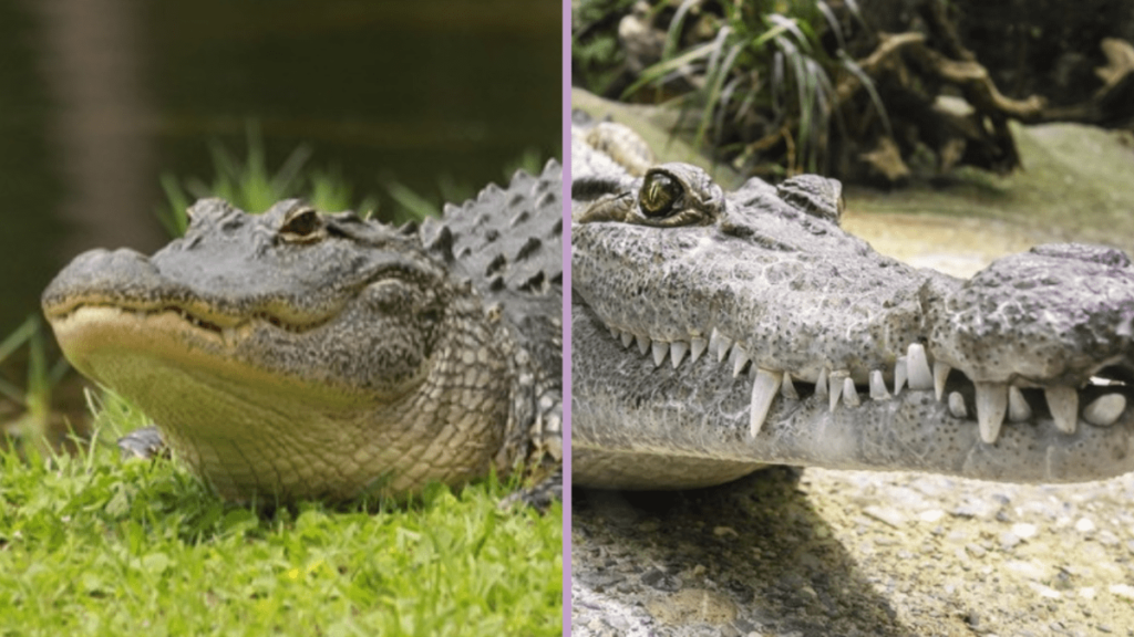 Alligator vs Crocodile, crocodile vs alligator, Differences Between Alligators and Crocodiles, difference between alligator and crocodile, what's the difference between an alligator and a crocodile, alligator and crocodile difference, Crocodile, Alligator