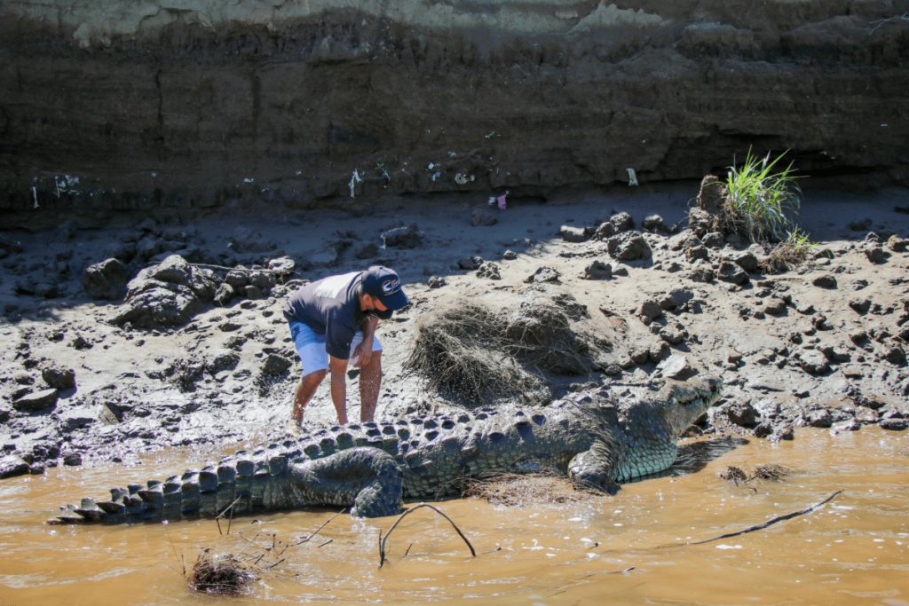 Alligator vs Crocodile, crocodile vs alligator, Differences Between Alligators and Crocodiles, difference between alligator and crocodile, what's the difference between an alligator and a crocodile, alligator and crocodile difference, Crocodile, Alligator