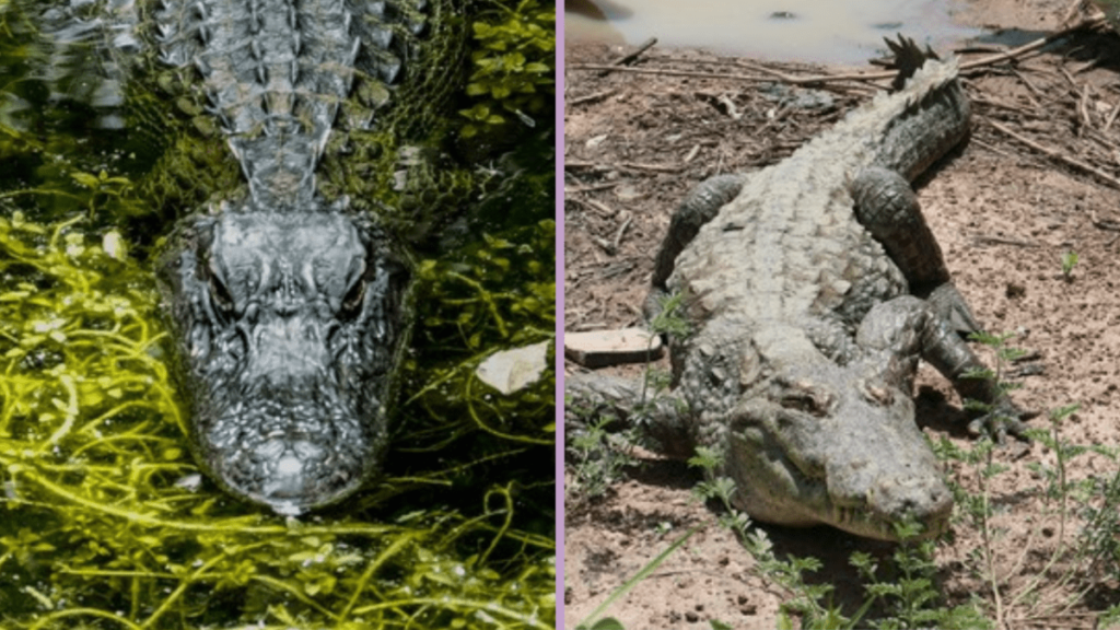 Alligator vs Crocodile, crocodile vs alligator, Differences Between Alligators and Crocodiles, difference between alligator and crocodile, what's the difference between an alligator and a crocodile, alligator and crocodile difference, Crocodile, Alligator