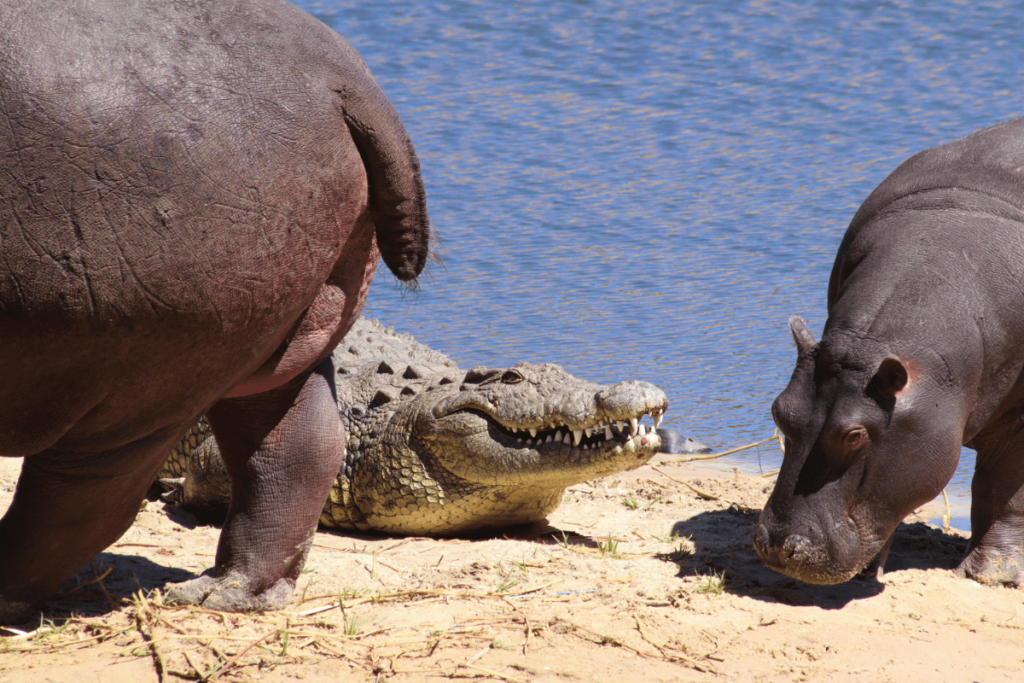 Alligator vs Crocodile, crocodile vs alligator, Differences Between Alligators and Crocodiles, difference between alligator and crocodile, what's the difference between an alligator and a crocodile, alligator and crocodile difference, Crocodile, Alligator