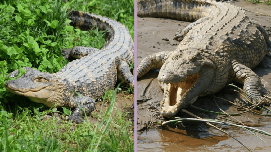 Alligator vs Crocodile, crocodile vs alligator, Differences Between Alligators and Crocodiles, difference between alligator and crocodile, what's the difference between an alligator and a crocodile, alligator and crocodile difference, Crocodile, Alligator