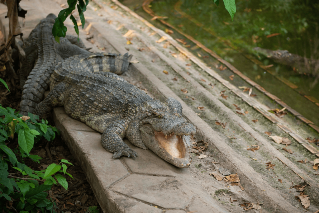 Alligator vs Crocodile, crocodile vs alligator, Differences Between Alligators and Crocodiles, difference between alligator and crocodile, what's the difference between an alligator and a crocodile, alligator and crocodile difference, Crocodile, Alligator