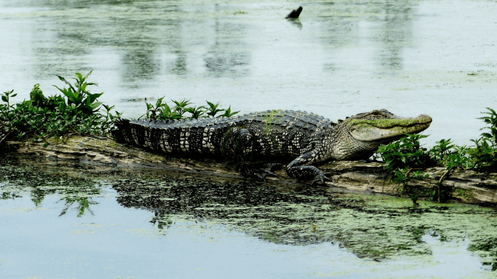 Alligator vs Crocodile, crocodile vs alligator, Differences Between Alligators and Crocodiles, difference between alligator and crocodile, what's the difference between an alligator and a crocodile, alligator and crocodile difference, Crocodile, Alligator