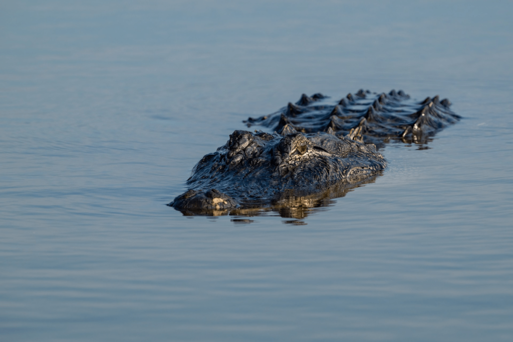 Alligator vs Crocodile, crocodile vs alligator, Differences Between Alligators and Crocodiles, difference between alligator and crocodile, what's the difference between an alligator and a crocodile, alligator and crocodile difference, Crocodile, Alligator