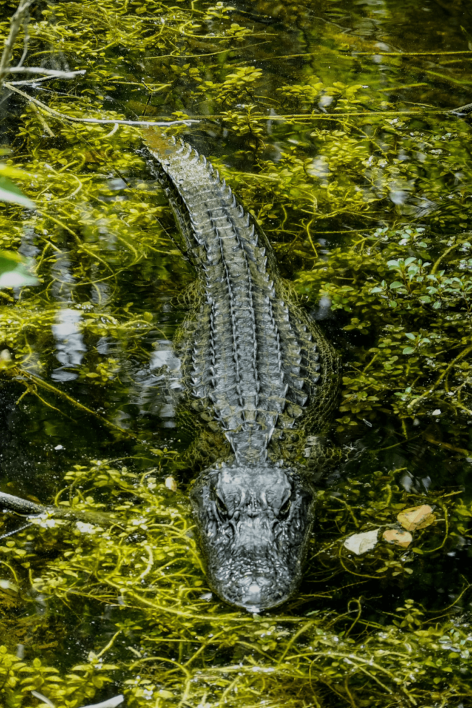 Alligator vs Crocodile, crocodile vs alligator, Differences Between Alligators and Crocodiles, difference between alligator and crocodile, what's the difference between an alligator and a crocodile, alligator and crocodile difference, Crocodile, Alligator