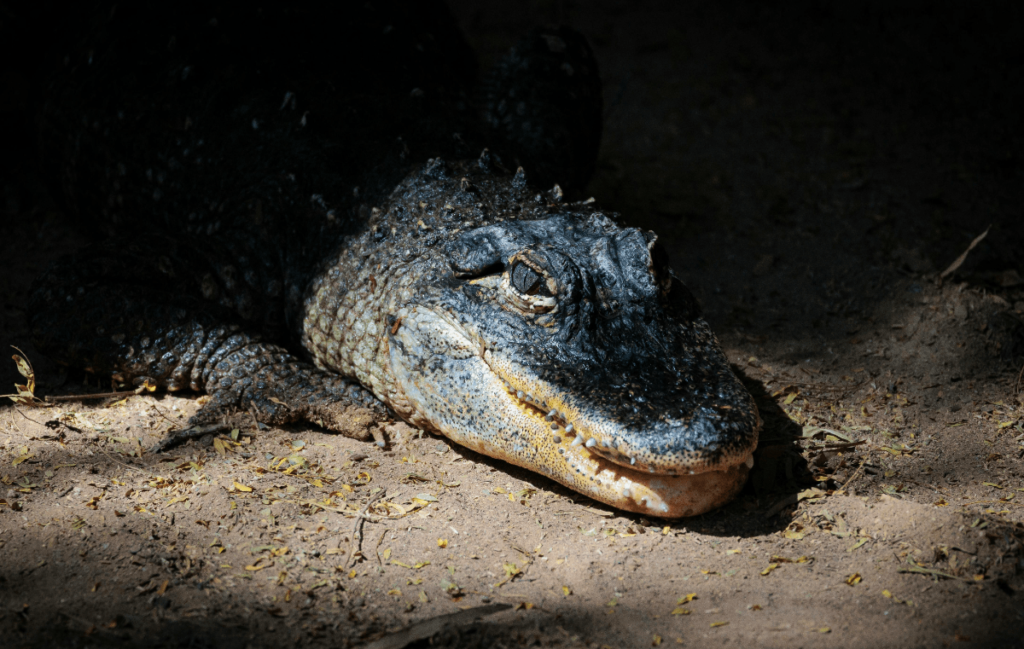 Alligator vs Crocodile, crocodile vs alligator, Differences Between Alligators and Crocodiles, difference between alligator and crocodile, what's the difference between an alligator and a crocodile, alligator and crocodile difference, Crocodile, Alligator