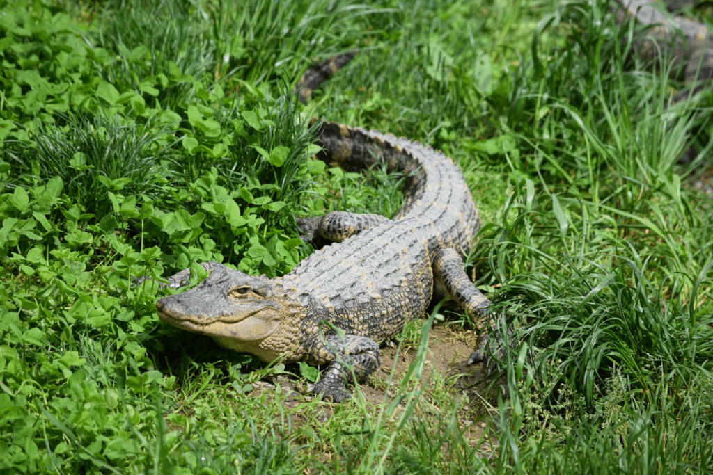 Alligator vs Crocodile, crocodile vs alligator, Differences Between Alligators and Crocodiles, difference between alligator and crocodile, what's the difference between an alligator and a crocodile, alligator and crocodile difference, Crocodile, Alligator