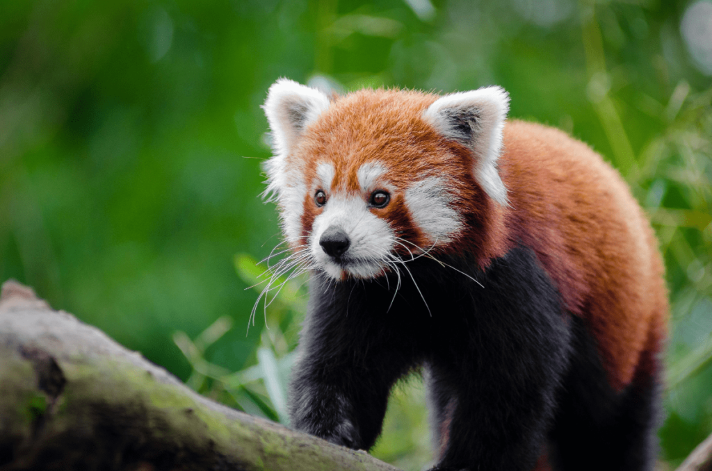 Conservation Status of Pandas, red panda conservation status, conservation status of pandas, panda conservation, panda conservation status, conservation status of giant panda, giant panda conservation, giant panda conservation status, Panda Conservation Efforts