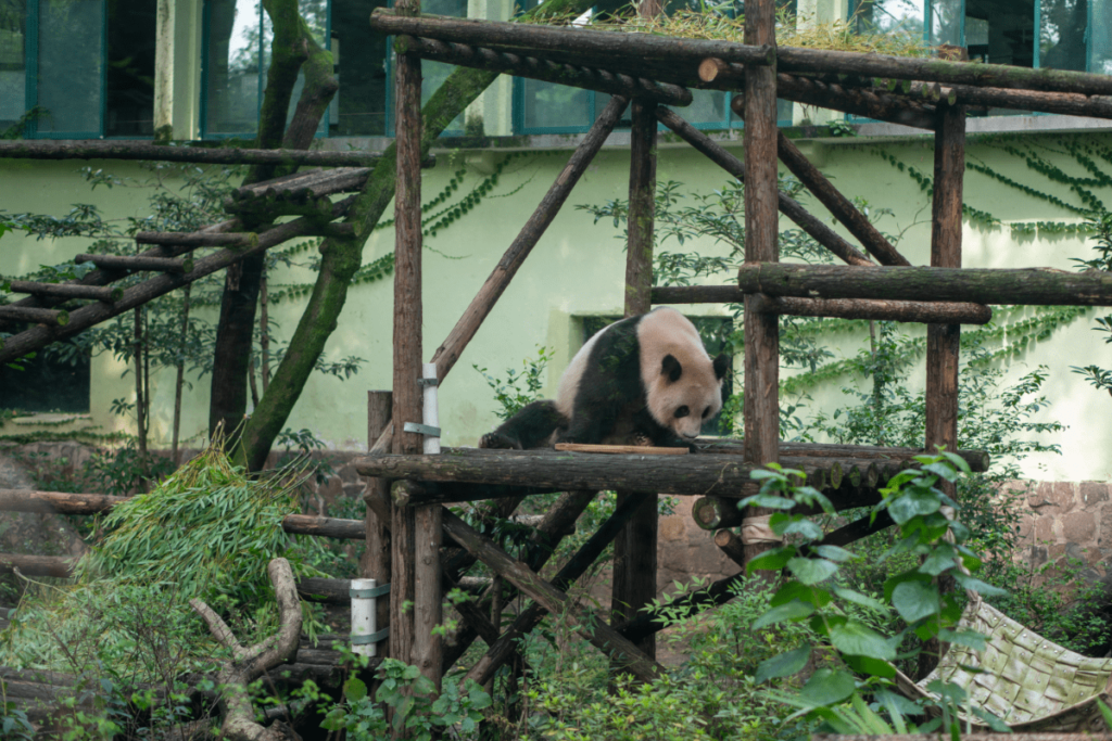 Giant Panda