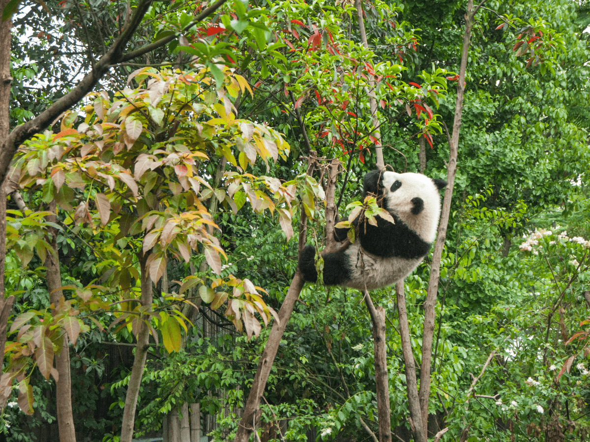 Conservation Status of Pandas 2024: From Endangered to Vulnerable ...