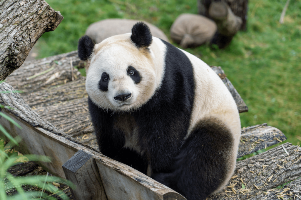 Conservation Status of Pandas, red panda conservation status, conservation status of pandas, panda conservation, panda conservation status, conservation status of giant panda, giant panda conservation, giant panda conservation status, Panda Conservation Efforts