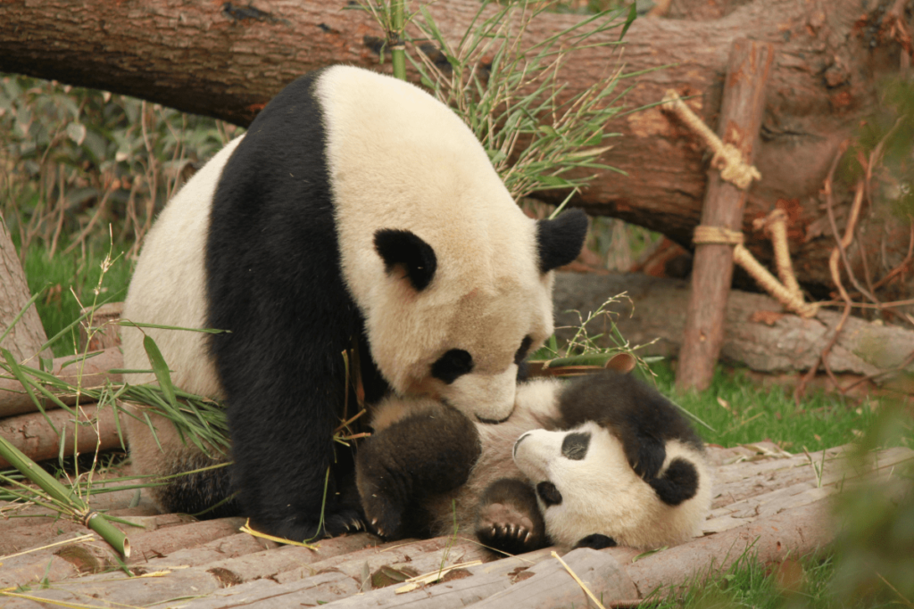 Conservation Status of Pandas, red panda conservation status, conservation status of pandas, panda conservation, panda conservation status, conservation status of giant panda, giant panda conservation, giant panda conservation status, Panda Conservation Efforts