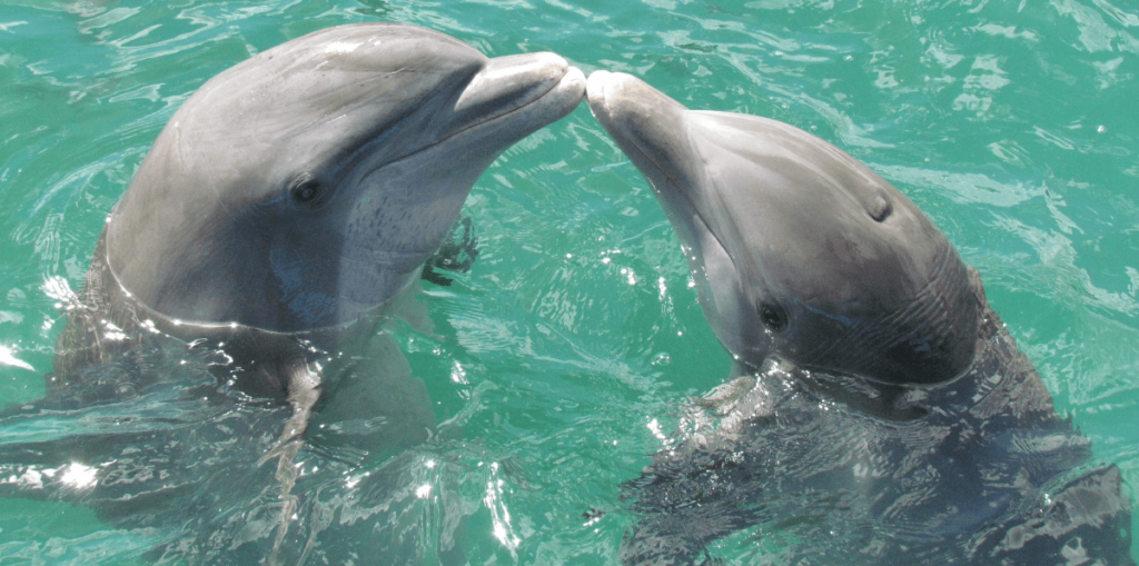 How Smart Are Dolphins, dolphin intelligence, are dolphins smart, how smart is dolphin, animal intelligence dolphins, are dolphins intelligent, how do dolphins communicate, are dolphins smarter than humans, how smart are dolphins compared to humans