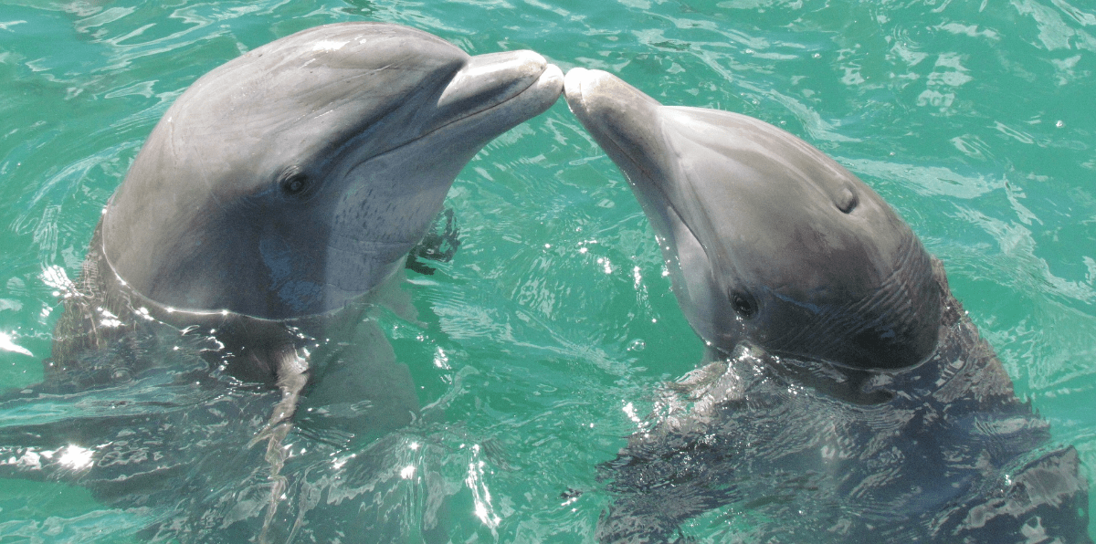 How Smart Are Dolphins Really? 10 Incredible Examples of Their ...