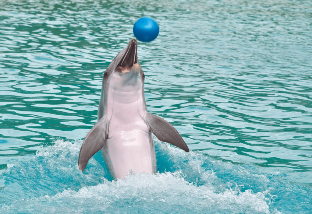 How Smart Are Dolphins, dolphin intelligence, are dolphins smart, how smart is dolphin, animal intelligence dolphins, are dolphins intelligent, how do dolphins communicate, are dolphins smarter than humans, how smart are dolphins compared to humans