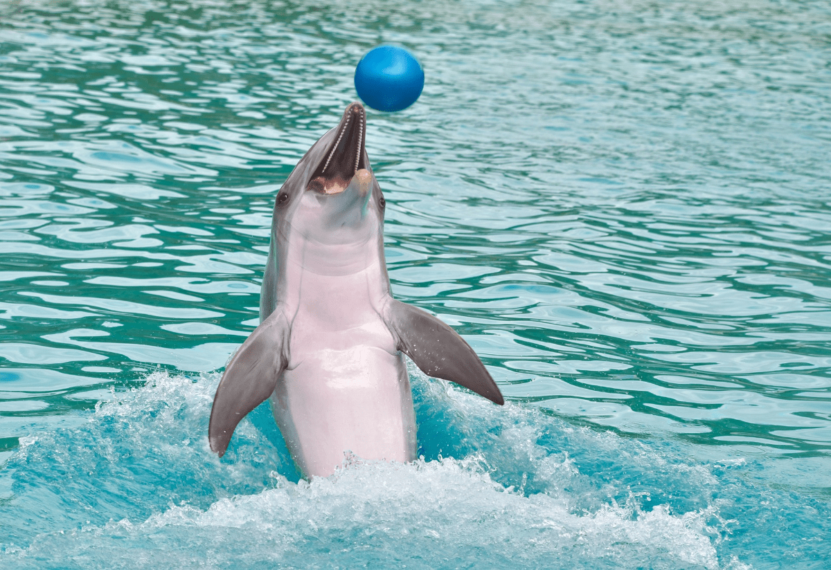 How Smart Are Dolphins Really? 10 Incredible Examples of Their ...