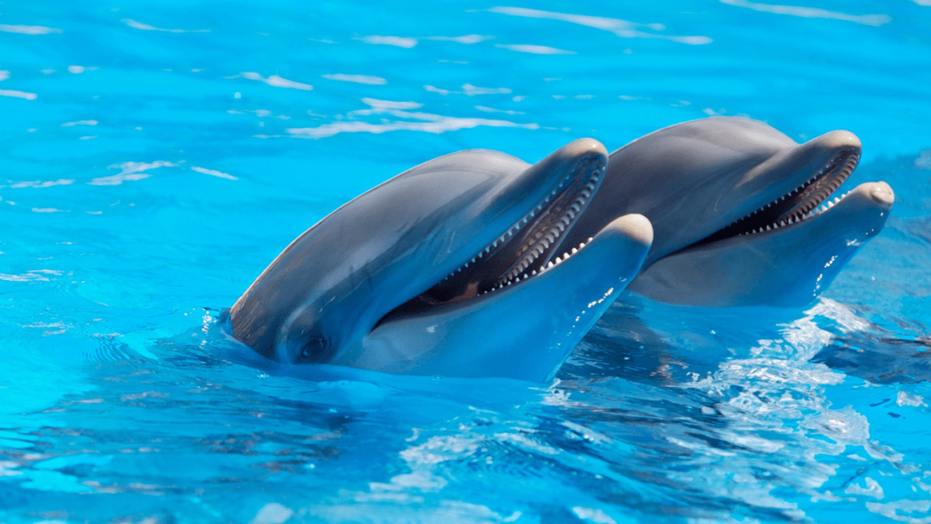 How Smart Are Dolphins, dolphin intelligence, are dolphins smart, how smart is dolphin, animal intelligence dolphins, are dolphins intelligent, how do dolphins communicate, are dolphins smarter than humans, how smart are dolphins compared to humans