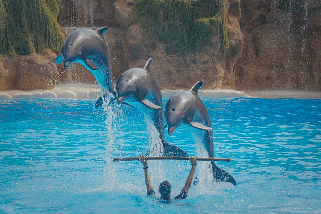 How Smart Are Dolphins, dolphin intelligence, are dolphins smart, how smart is dolphin, animal intelligence dolphins, are dolphins intelligent, how do dolphins communicate, are dolphins smarter than humans, how smart are dolphins compared to humans