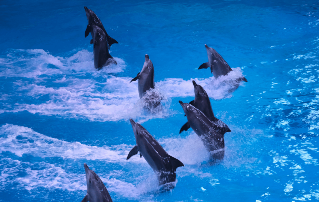 How Smart Are Dolphins, dolphin intelligence, are dolphins smart, how smart is dolphin, animal intelligence dolphins, are dolphins intelligent, how do dolphins communicate, are dolphins smarter than humans, how smart are dolphins compared to humans