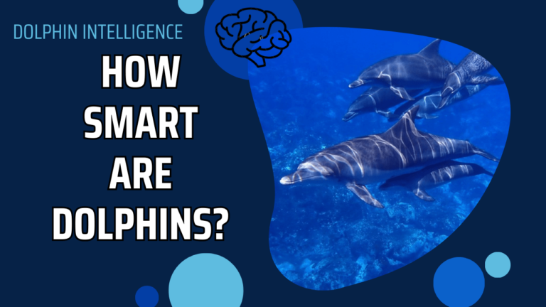 How Smart Are Dolphins Really? 10 Incredible Examples of Their ...