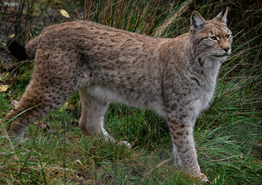 Largest Cat Species, Biggest Cats in the World, biggest cat in the world, largest cat in the world, largest cats in the world, biggest cat species