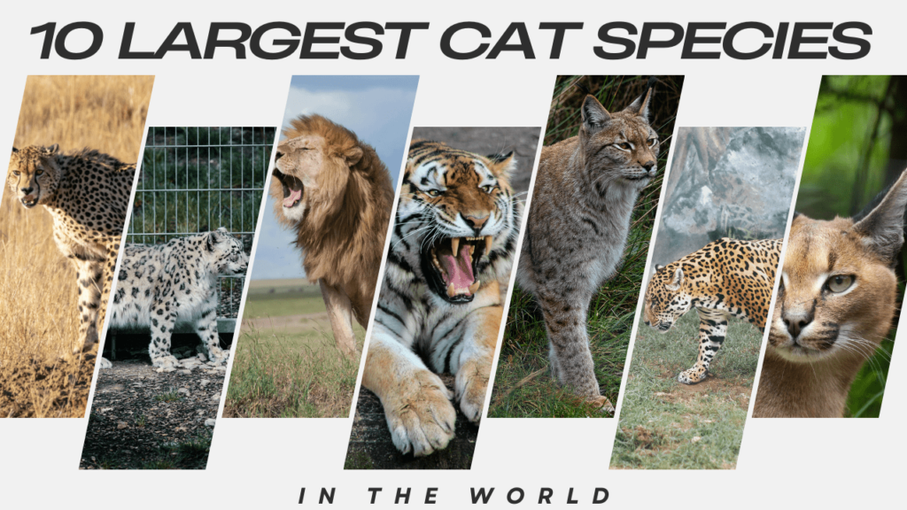 Largest Cat Species, Biggest Cats in the World, biggest cat in the world, largest cat in the world, largest cats in the world, biggest cat species