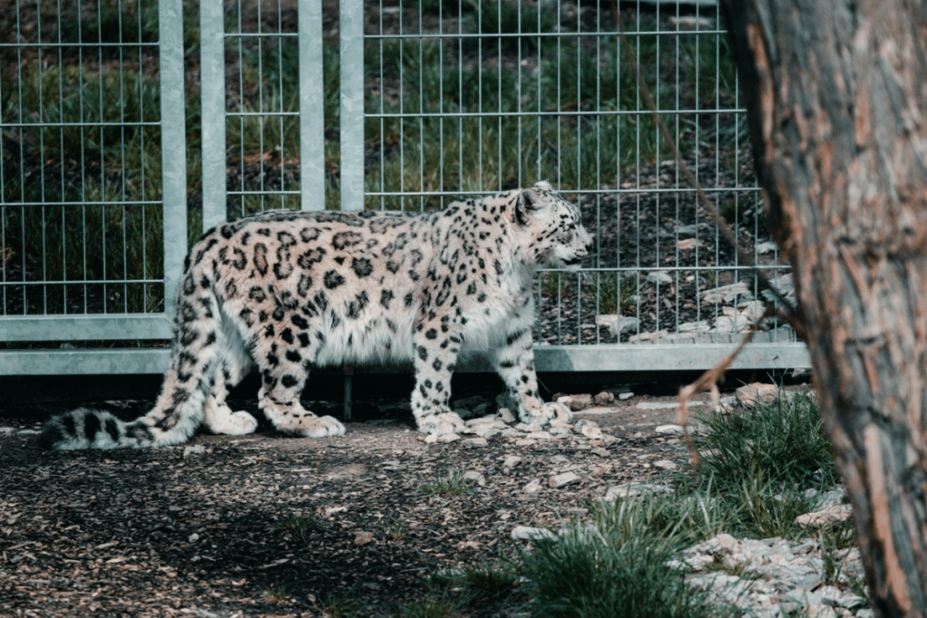 Largest Cat Species, Biggest Cats in the World, biggest cat in the world, largest cat in the world, largest cats in the world, biggest cat species