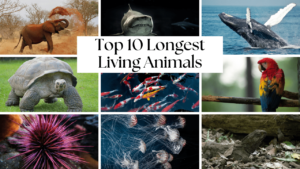 The Top 10 Longest Living Animals: Nature’s Oldest Survivors ...