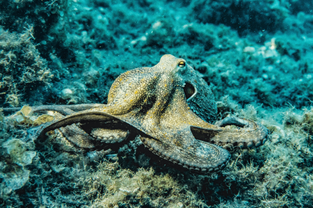 octopus