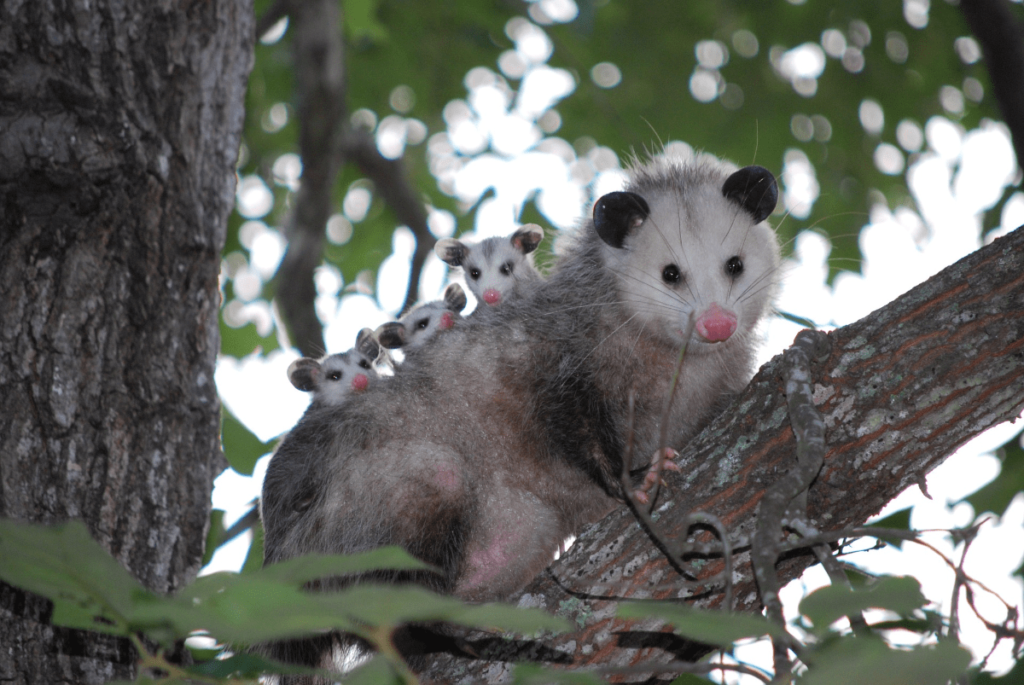 Nocturnal Animals, nocturnal animals list, what animals are nocturnal, list of nocturnal animals, what are nocturnal animals, what is a nocturnal animal, nocturnal animals meaning, Nighttime Animals