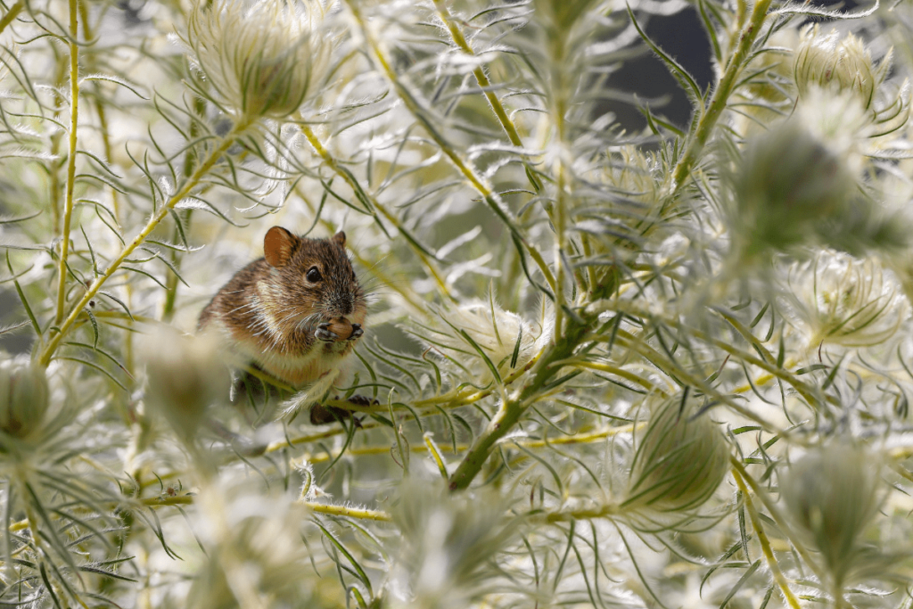 Kangaroo Rat