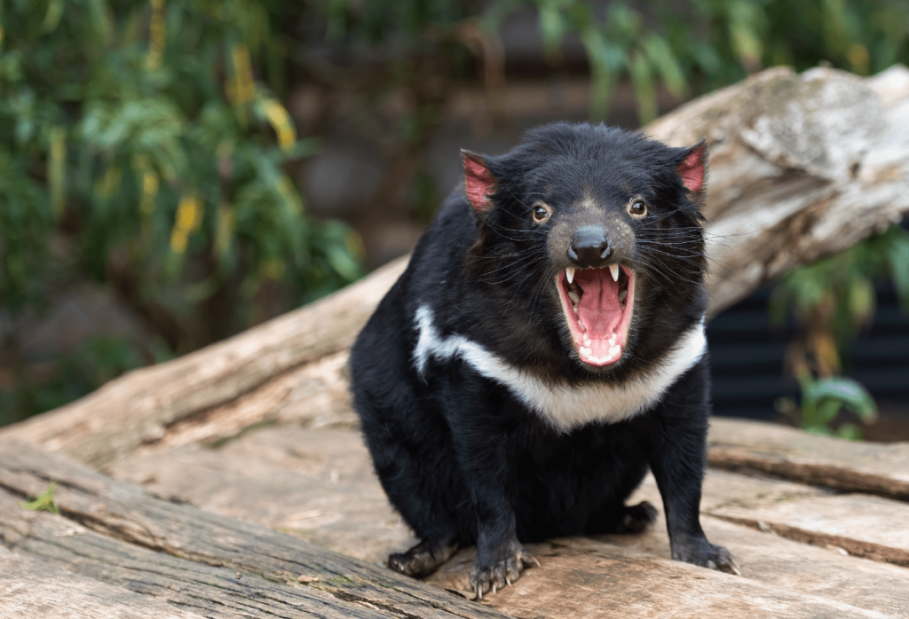 Nocturnal Animals, nocturnal animals list, what animals are nocturnal, list of nocturnal animals, what are nocturnal animals, what is a nocturnal animal, nocturnal animals meaning, Nighttime Animals