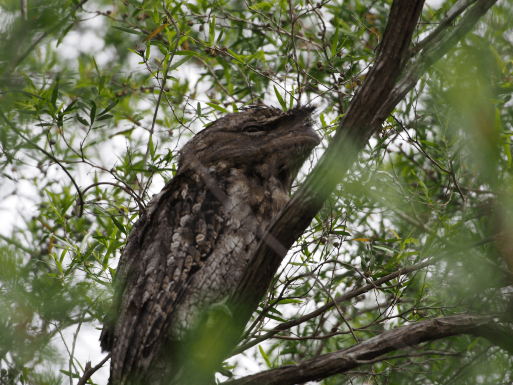 frogmouth