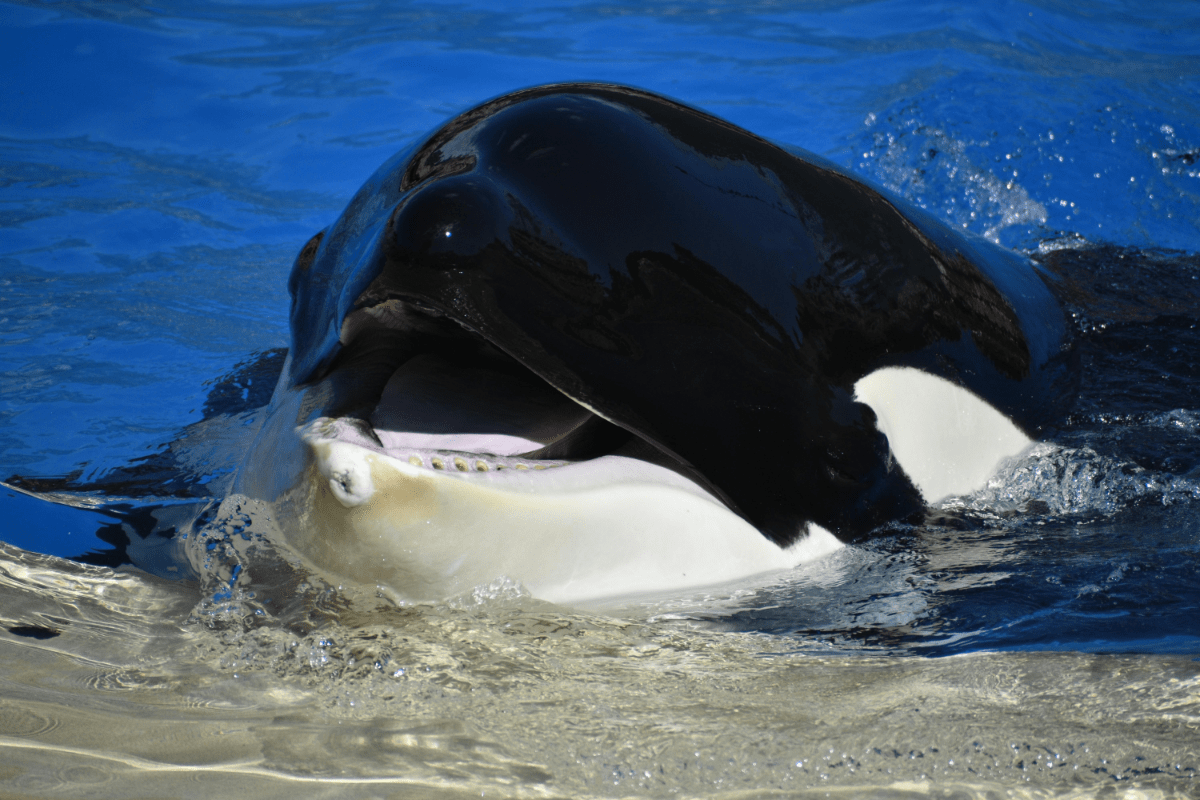 10 Fascinating Facts About Orca Hunting: The Ocean’s Apex Predators ...