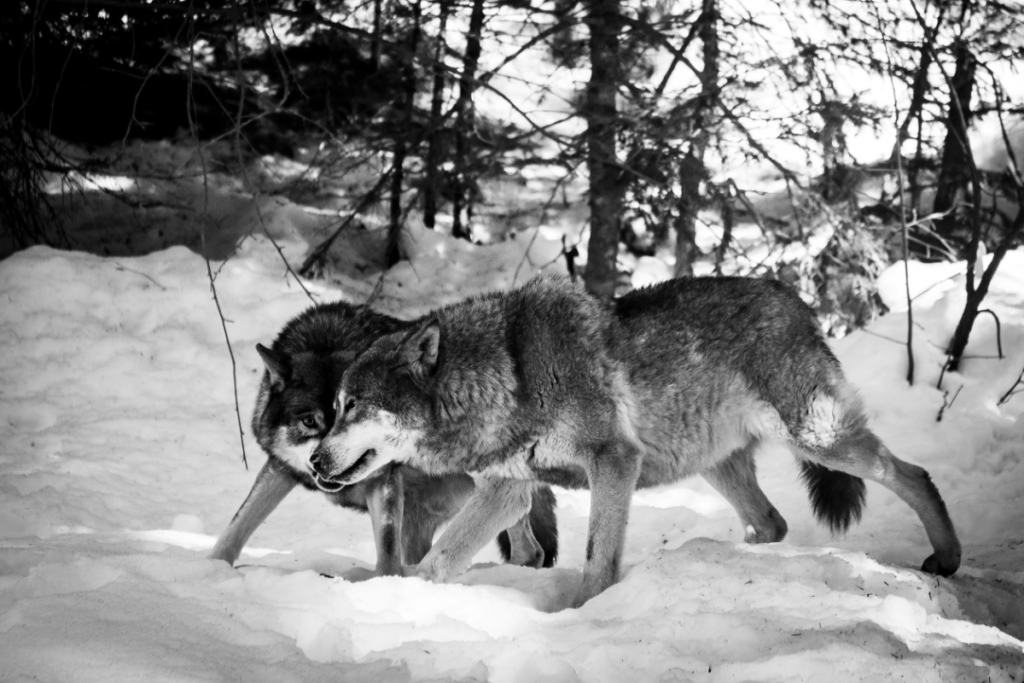 alpha wolf ,wolf and pack, rank in wolf pack, ranks of wolf packs, wolf pack hierarchy, wolf pack ranking system, rank of a wolf pack, hierarchy of wolf packs, omega and alpha wolf, alpha wolves, pack of wolves