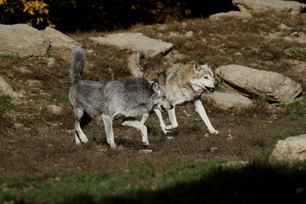 alpha wolf ,wolf and pack, rank in wolf pack, ranks of wolf packs, wolf pack hierarchy, wolf pack ranking system, rank of a wolf pack, hierarchy of wolf packs, omega and alpha wolf, alpha wolves, pack of wolves