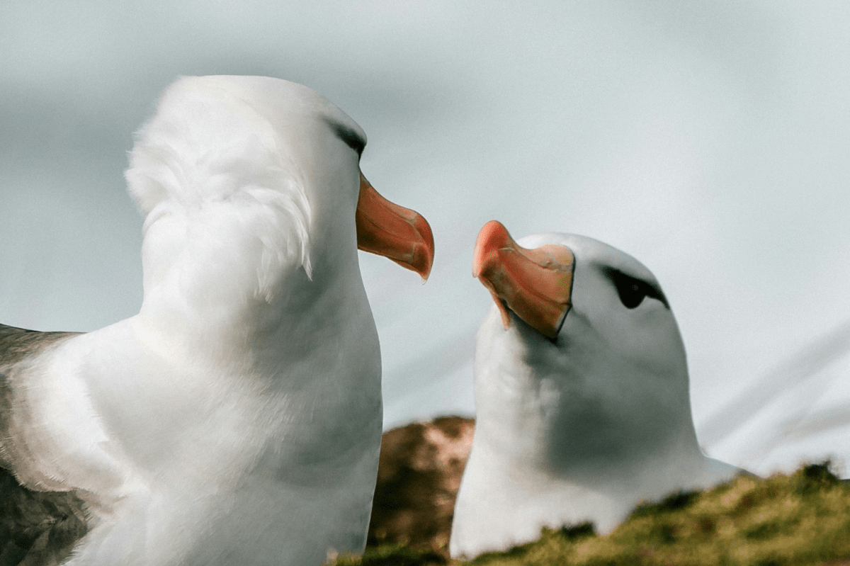 The Power Of Love Top 10 Animals That Mate For Life Primalwildlife The power of love top 10 animals that mate for life primalwildlife