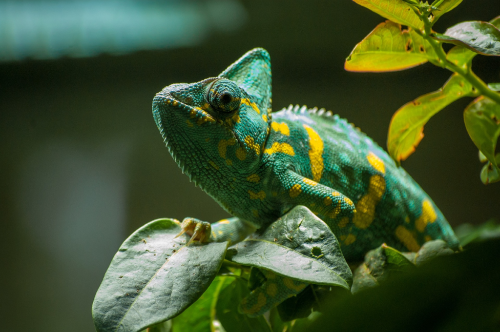 camouflage animals, animals which camouflage, animals that camouflage, animal camouflage, animals that are camouflaged, animals that have camouflage, Animals That Camouflage, Animal Camouflage