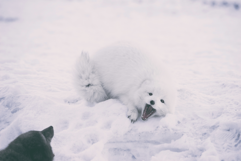 camouflage animals, animals which camouflage, animals that camouflage, animal camouflage, animals that are camouflaged, animals that have camouflage, Animals That Camouflage, Animal Camouflage