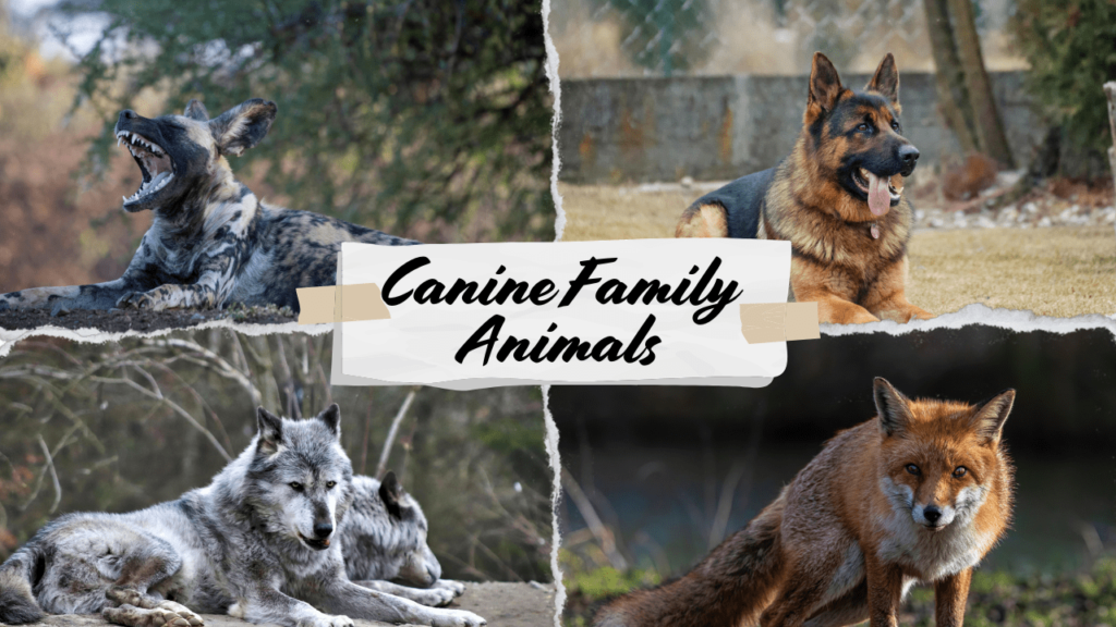 canine animals, animal canine, canine family animals, canidae animals, Dog Family Animals, Types of Canidae