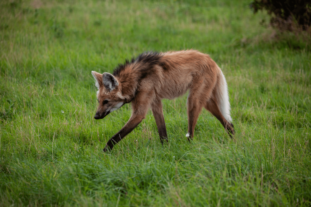 canine animals, animal canine, canine family animals, canidae animals, Dog Family Animals, Types of Canidae