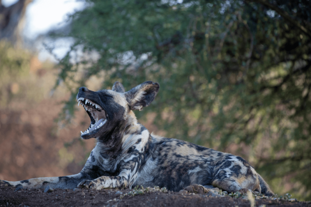 canine animals, animal canine, canine family animals, canidae animals, Dog Family Animals, Types of Canidae