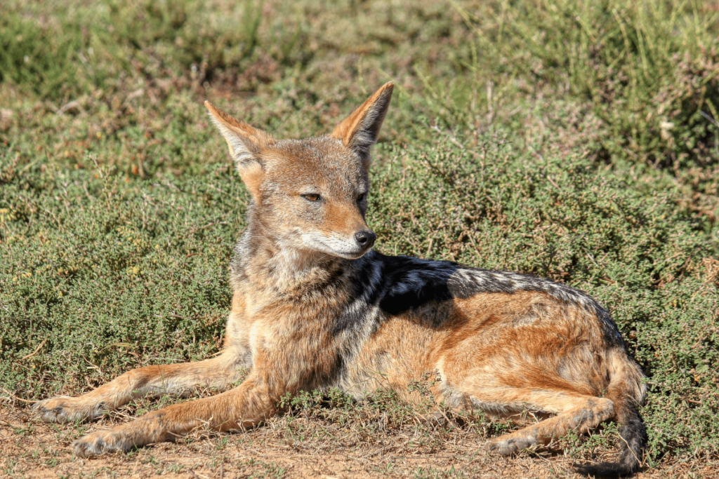 canine animals, animal canine, canine family animals, canidae animals, Dog Family Animals, Types of Canidae