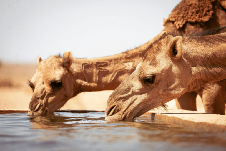 How Do Camels Survive In The Desert 8 Amazing Facts You Need To Know