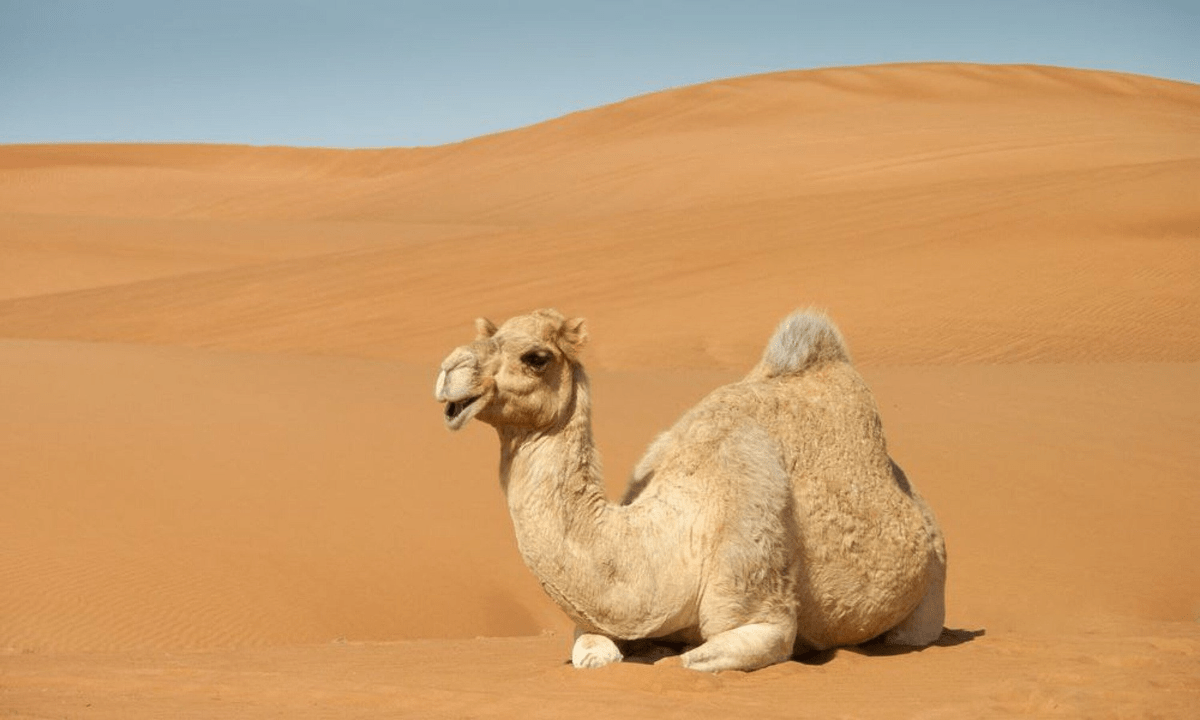 How Do Camels Survive In The Desert 8 Amazing Facts You Need To Know