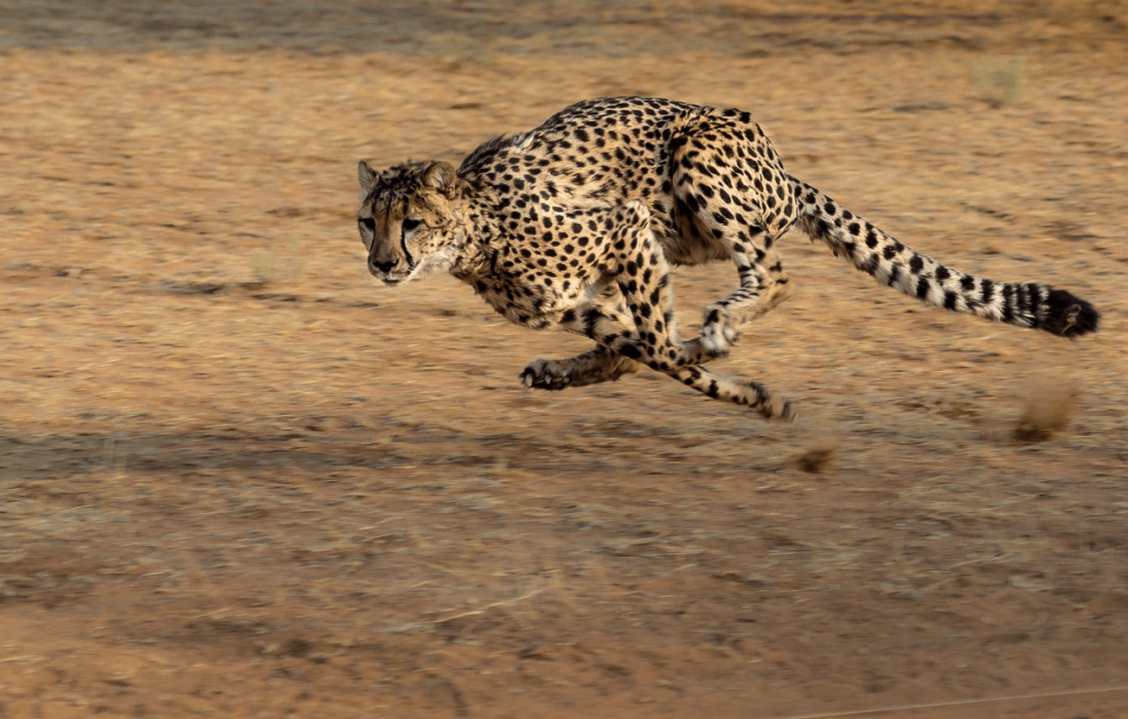 fastest animals, Fastest Animals in the World, fastest animal in the world, what is the fastest animal in the world, what is the fastest animal on the planet, top 10 fastest animal in the world, Speed of Animals, world fastest animal on earth