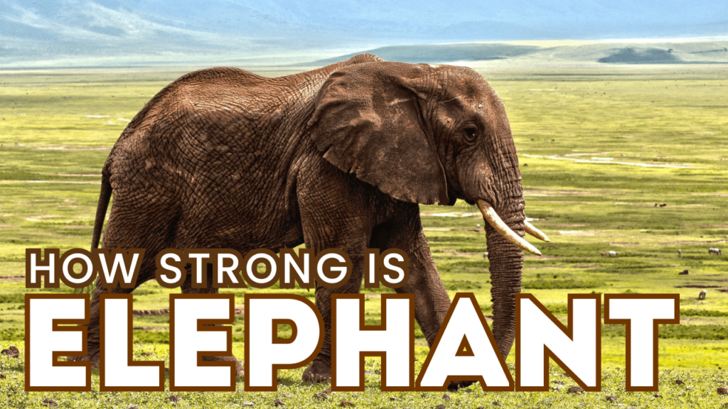 how strong is an elephant, How Strong Are Elephants, elephant strength, how strong are elephants, strength of an elephant, how strong is elephant, how strong is an elephant trunk