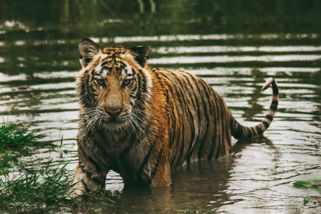 siberian tiger vs bengal tiger, bengal vs siberian tiger, siberian amur tiger vs bengal tiger, siberian vs bengal tiger, bengal tiger versus siberian tiger, bengal tiger vs siberian tiger, siberian tiger versus bengal tiger, difference between siberian tiger and bengal tiger